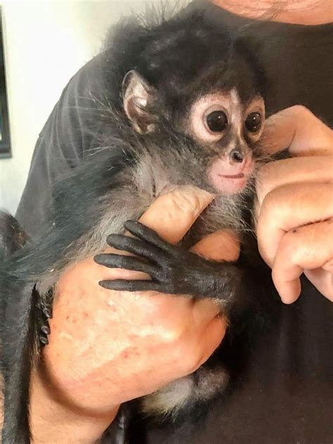 Coloration ranges from pale to dark brown or black, with white facial markings in some of the four species. . Spider monkeys for sale in texas
